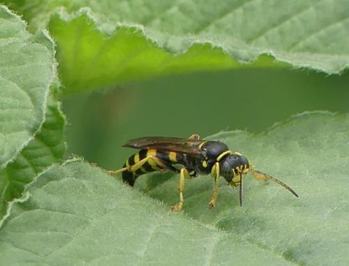 Gorytes laticinctus